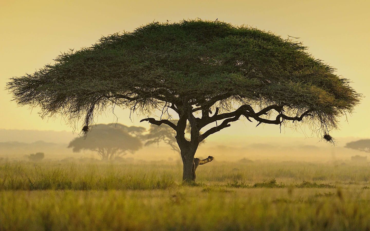 Amazing Luxury African safari wildlife